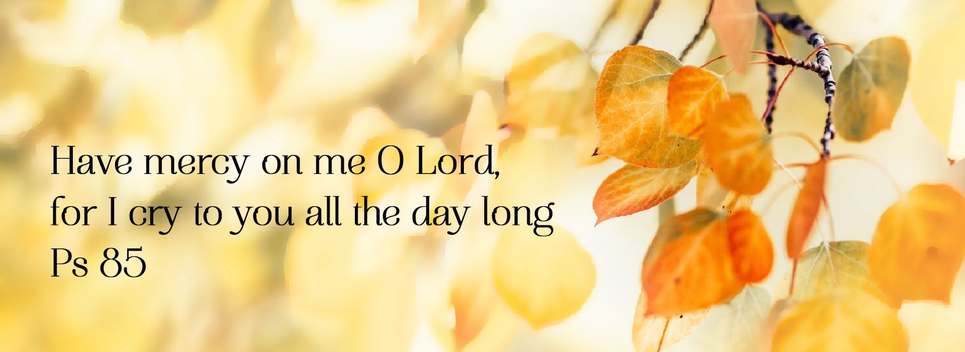 Banner Image 8 For 22nd Sunday In Ordinary Time