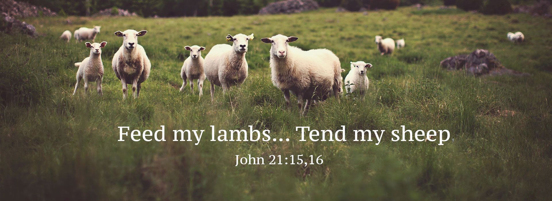 Banner Image 3 For 2nd Sunday Of Easter