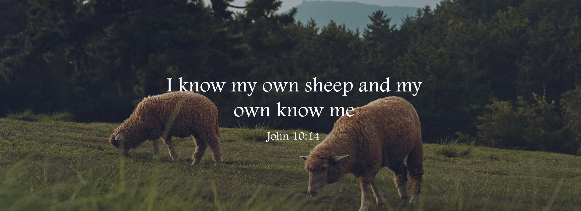 Banner Image 4 For 4th Sunday Of Easter