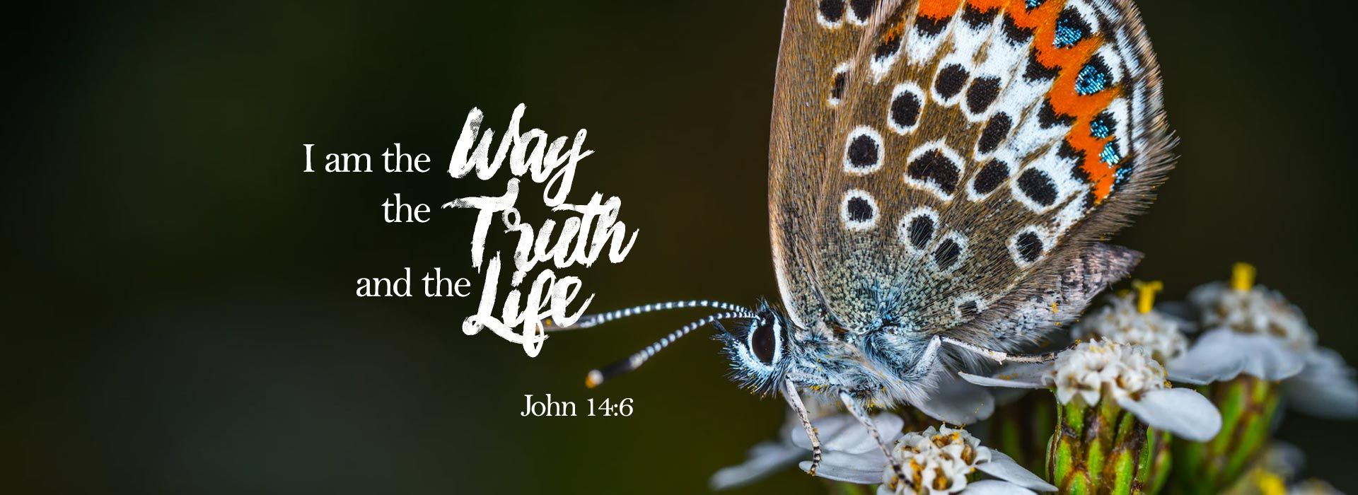Banner Image 2 For 5th Sunday Of Easter