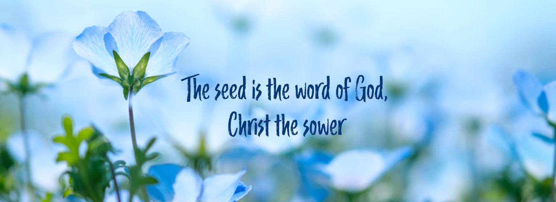 Banner Image 1 For 11th Sunday In Ordinary Time
