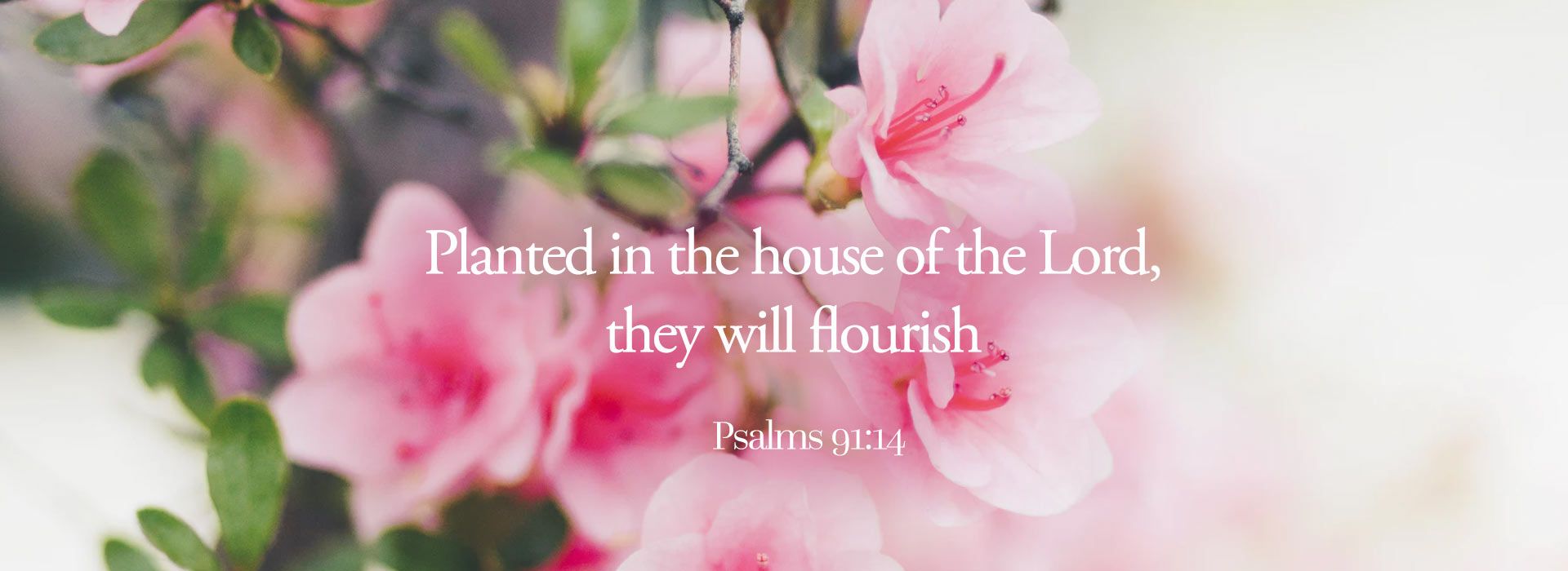 Banner Image 2 For 11th Sunday In Ordinary Time