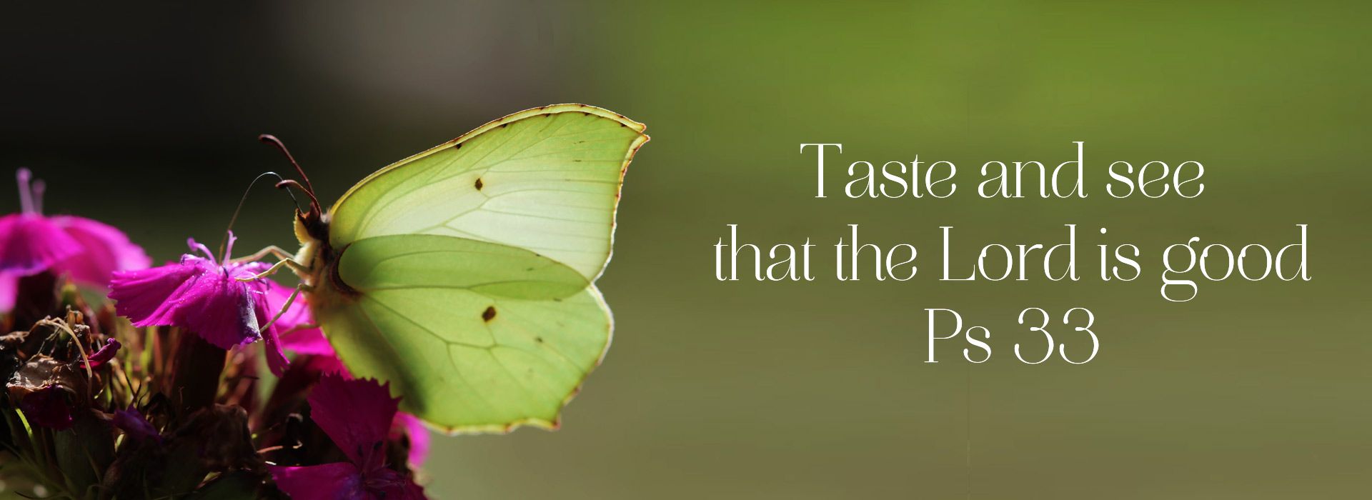Banner Image 9 For 20th Sunday In Ordinary Time